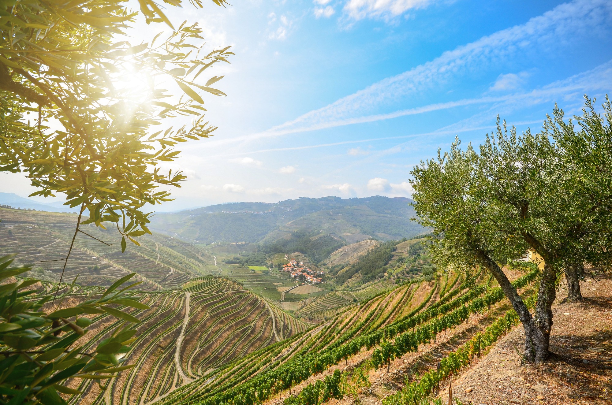 Vineyard in Douro Valley Portugal